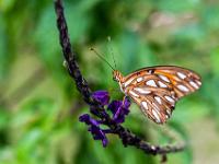 Seitenansicht auf Vanille Falter an Blüte